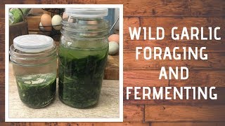 Foraging and Fermenting Wild Garlic [upl. by Wagstaff]