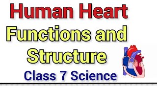 Human Heart Functions and Structure  Class 7 Science NCERT [upl. by Amber]