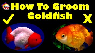 How to Groom Goldfish For Show [upl. by Low]