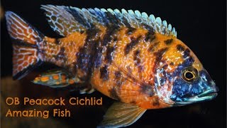 OB Peacock Cichlid Amazing Fish [upl. by Aidekal95]