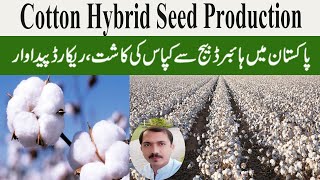 Cotton Hybrid Seed Production  Cotton Farming in Pakistan  Kapas Ki Kasht in Pakistan  Qasim [upl. by Odrarej717]