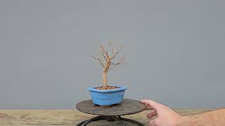 Bonsai Acer Kaede 3 Anos [upl. by Isiad]