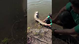 Rilascio siluro catfish fishingadventure fishing bigcatch catfish fyp fish [upl. by Garreth]