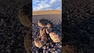 How Rattlesnake rattle sound 😱😱⁉️facts fact rattlesnakes ytshorts factsinhindi [upl. by Phonsa88]