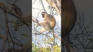 Vervet Monkey Chlorocebus pygerythrus🐈‍⬛ Not a Langur [upl. by Nemajneb159]