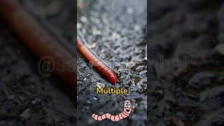 Worms in the Wild Natures Most Unlikely Superheroes [upl. by Asiil]