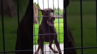 European Doberman barking [upl. by Marjana362]