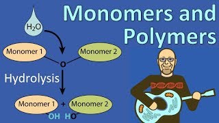 Monomers and Polymers [upl. by Nageek]