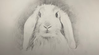 A Very Easy LopEared Rabbit Drawing Step by Step [upl. by Gruber]