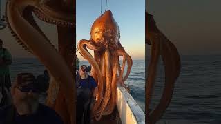 The Bizarre Truth About Giant Mysterious Sea Creatures [upl. by Priebe972]