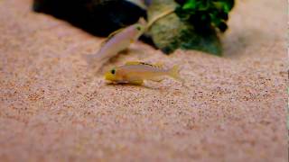 Xenotilapia quotpapilio sunflowerquot Chaitika WF spawning [upl. by Maupin458]