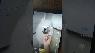 Other dog middle finger reaction and my dog middle finger reagtion🤣🤣🤣shortsvideoshorts [upl. by Kohl525]