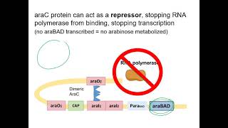 The Arabinose Operon [upl. by Ayotna]