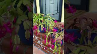 Zygocactus Schlumbergera Christmas Cactus Thanksgiving Cactus [upl. by Eniledam]