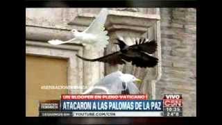 C5N  VATICANO ATACARON A LAS PALOMAS DE LA PAZ [upl. by Sacha]