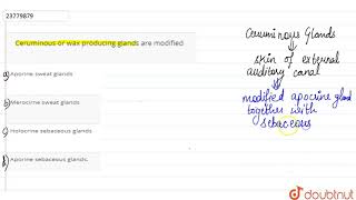 Ceruminous or wax producing glands are modified [upl. by Pillyhp]