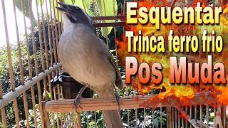 ESQUENTAR TRINCA FERRO FRIO POS MUDA RÁPIDO TRINCA FERRO NO MATO FAÇA O TESTE ESQUENTAR TRINCA FERRO [upl. by Fineman562]