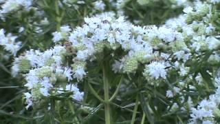 Minnesota Native Plant  Virginia Mountain Mint Pycnanthemum Virginianum [upl. by Salkin]