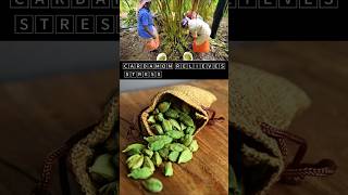 🅲🅰🆁🅳🅰🅼🅾🅼 relieves stressBenefits of Cardamom shorts cardamom cardamombenefits youtubeshorts [upl. by Lilith]