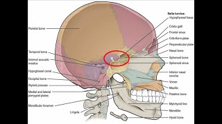 DISCUSS THE ANATOMY OF SELLA TURCICA [upl. by Chucho]