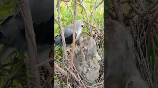 Amazing Baby Hawks Eating Rat birds nature birdnest nest hawknest eagle [upl. by Jentoft733]