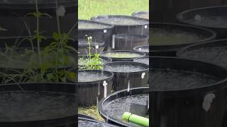 Yard Flooded Heavy Rain in My Outdoor Aquarium Tubs [upl. by Jocko244]