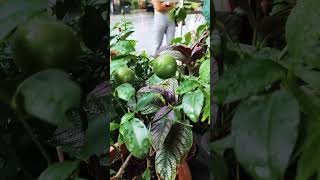 Calamansi calamansi viralvideo shortvideo ytviral viralshort shortsvideo shortviralvideo [upl. by Cerys258]