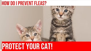 Flea amp Tick Prevention for Cats All You Need to Know [upl. by Alyce]