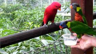 Jurong Bird Park Video Lory Loft 1 [upl. by Cynthie]