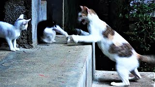 Mother cat attacks new kittens [upl. by Ninnetta]