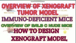 Overview of xenograft tumor model II Experimental design of xenograft model II Bulbc nude mice [upl. by Sheri]