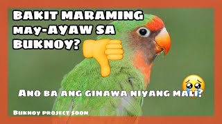 BUKNOY LOVEBIRD  ANO ANG PWEDENG GAWIN SA MGA BUKNOY [upl. by Mallissa]