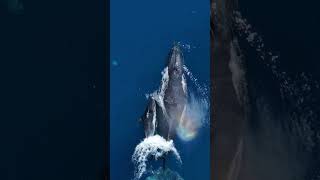 10 best ocean animals to see in WA shorts [upl. by Oster]