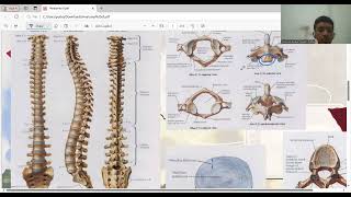 Anatomi Costae Cervicalis Thoracal Lumbal Sacrum Coccygeal [upl. by Lakym]