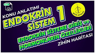 Endokrin Sistem 1  Endokrin Sistem Giriş ve Hormonların Özellikleri  AYT Biyoloji [upl. by Llehcim]