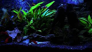 Relaxing Night Aquarium with River amp Forest at Night Sounds  Screensaver 4K [upl. by Dripps]