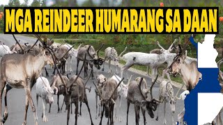 NAGKALAT ANG REINDEER SA FINLAND  MIDNIGHT IN RANUA  THE LINDEMANS [upl. by Doone]