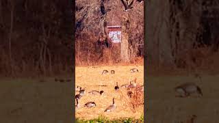 Some take off from the fields  nature bird geese wildlife [upl. by Dian]