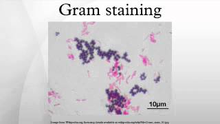 Gram staining [upl. by Cordie155]