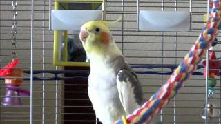 Cockatiel Singing Jingle Bells [upl. by Matthieu]