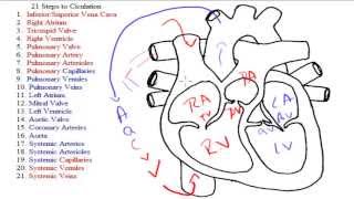 21 Steps to Circulation  Explanation [upl. by Ordway]