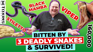 3 VENOMOUS SNAKE Bites Black Mamba Ferdelance Stiletto Snakes Snake Milking gone wrong [upl. by Hump]