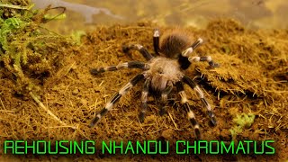 TARÁNTULA ROJA Y BLANCA BRASILEÑA  REHOUSING NHANDU CHROMATUS [upl. by Lierbag]