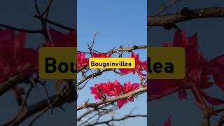 4 must have winter flowering plants100k homegardening 1k shortvideo nature winter ytviral [upl. by Atok]