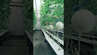 Ppm Melon Honey Globe hydroponics melonhidroponik berkebun [upl. by Adur]