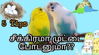 Tips for laying eggs quickly for budgies in Tamil  எப்படி Lovebirdsயை சீக்கிரமே முட்டை போட வைப்பது [upl. by Flip269]