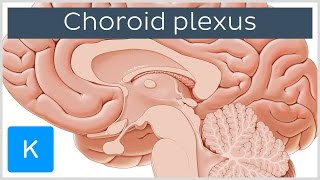 Choroid plexus Plexus Choroideus  Human Anatomy  Kenhub [upl. by Zilber]