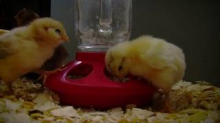 How Long to Keep a Brooder Lamp on Baby Chicks [upl. by Alyahc]