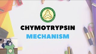 Chymotrypsin Mechanism Explain [upl. by Eliam]