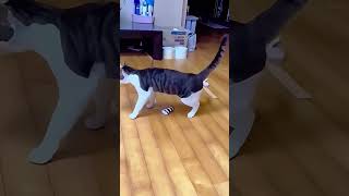 Omg shortvideo funny funnypetschannel funnyanimals cat funnypetslife pets [upl. by Ressler382]